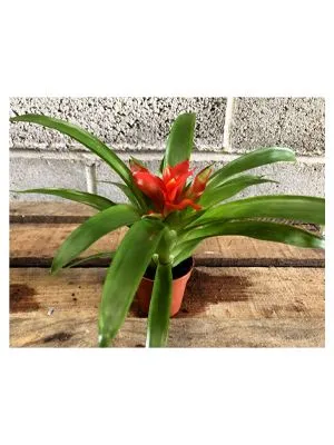 Guzmania Tempo x 12