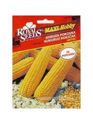 Kukuruz Kokičar 4 g Royal Seeds