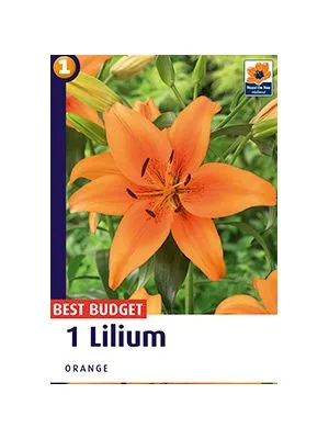 Ljiljan A1 Orange 14/16 AG