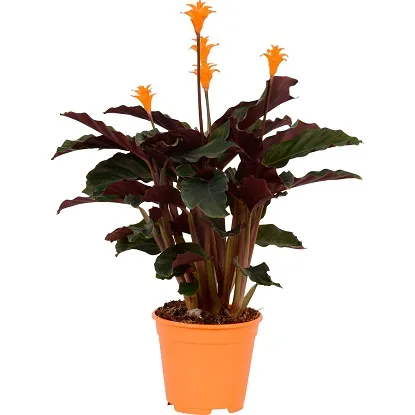 Calathea crocata | Kalateja | T14/H40