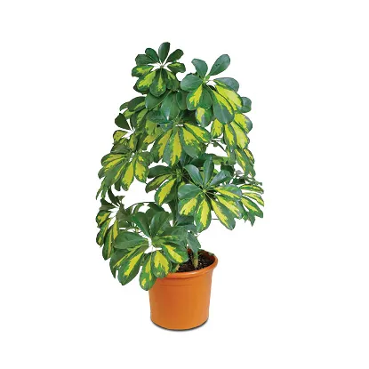 Šeflera (Schefflera)