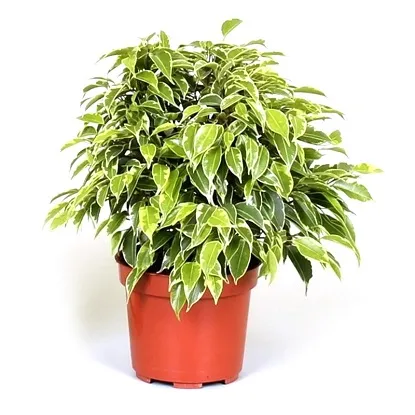 Ficus benjamina | Benjamin | Ø12/H25