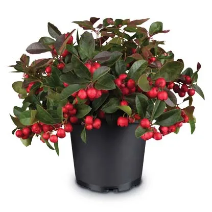 Gaultheria Big Berry