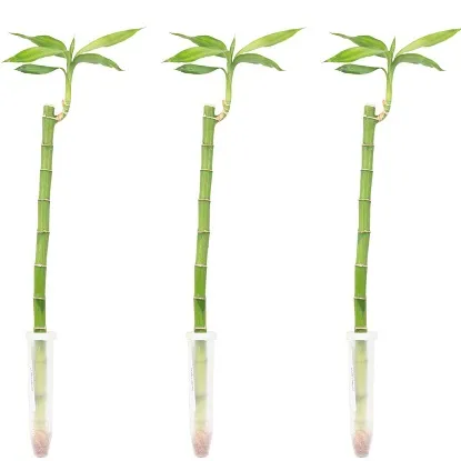 Lucky Bamboo uspravan