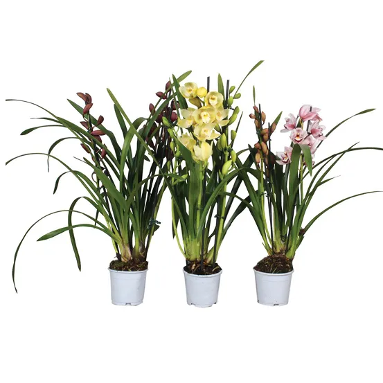 Orhideja – Cymbidium mini 2 ogranka