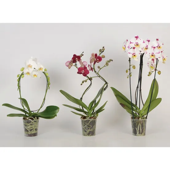 Orhideja – Phalaenopsis, Formen 2 ogranka