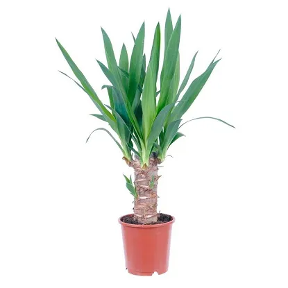 Yucca stablo
