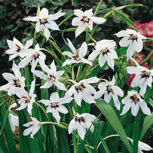 Acidanthera white 10/1