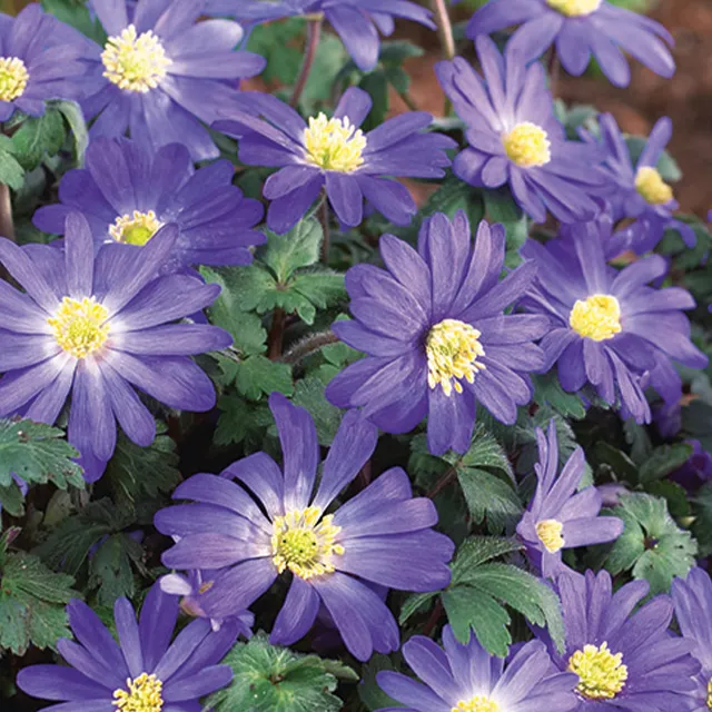ANEMONE BLANDA BLUE SHADE 20/1