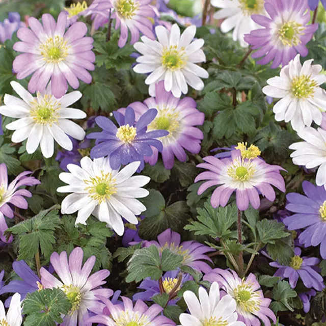 ANEMONE BLANDA MIX 20/1