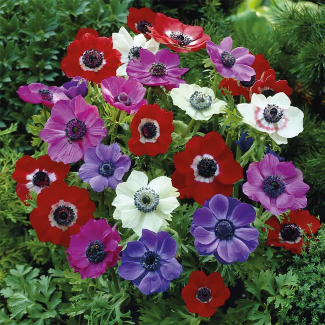 ANEMONE p De Caen 15/1