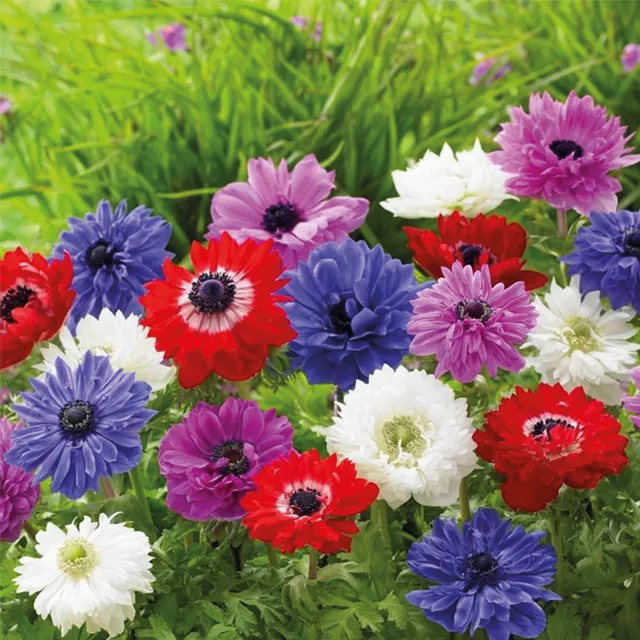 ANEMONE p  St. Brigid 10/1