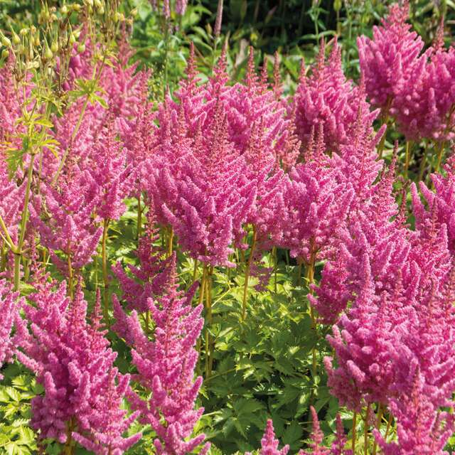 Astilbe pink 1/1