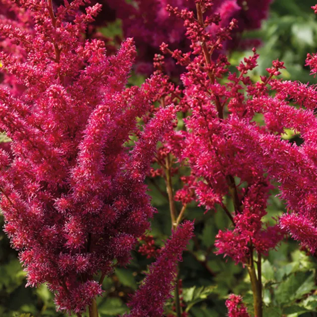 Astilbe red 1/1