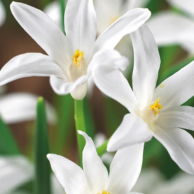 CHIONODOXA LUCILIAE ALBA 20/1