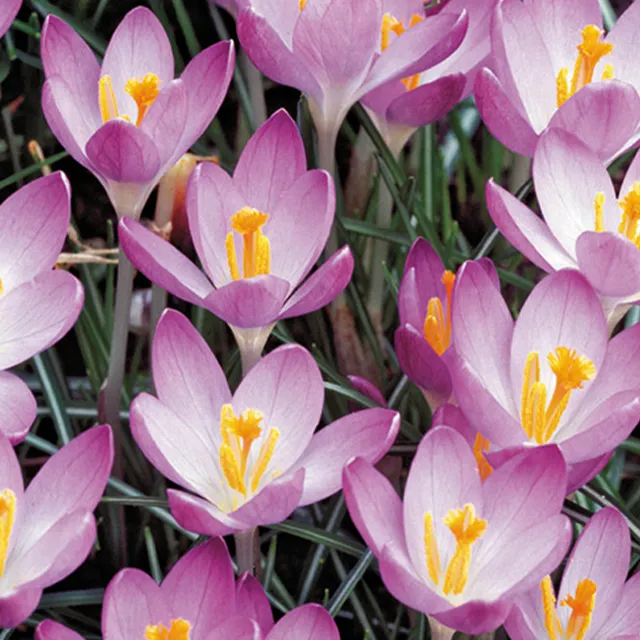 CROCUS BARR'S PURPLE 15/1