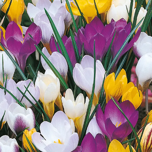 CROCUS BOTANICAL MIX  15/1
