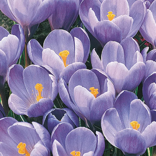 CROCUS GRAND MAITRE 8/1