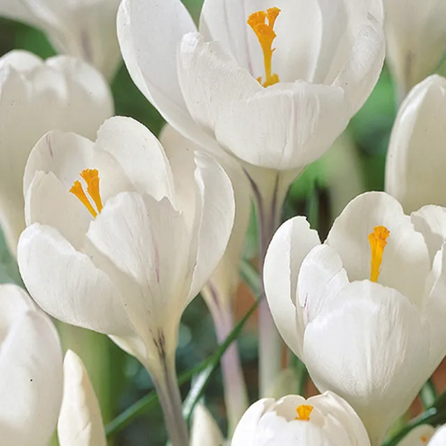 CROCUS JEANNE D'ARC 8/1