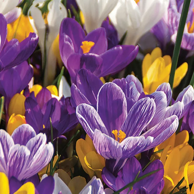 CROCUS LARGEFLOWERING MIX 8/1