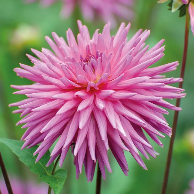 DAHLIA p - cactus Park Princess 1/1