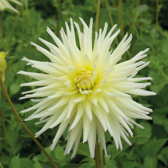DAHLIA p - cactus Shooting Star  1/1