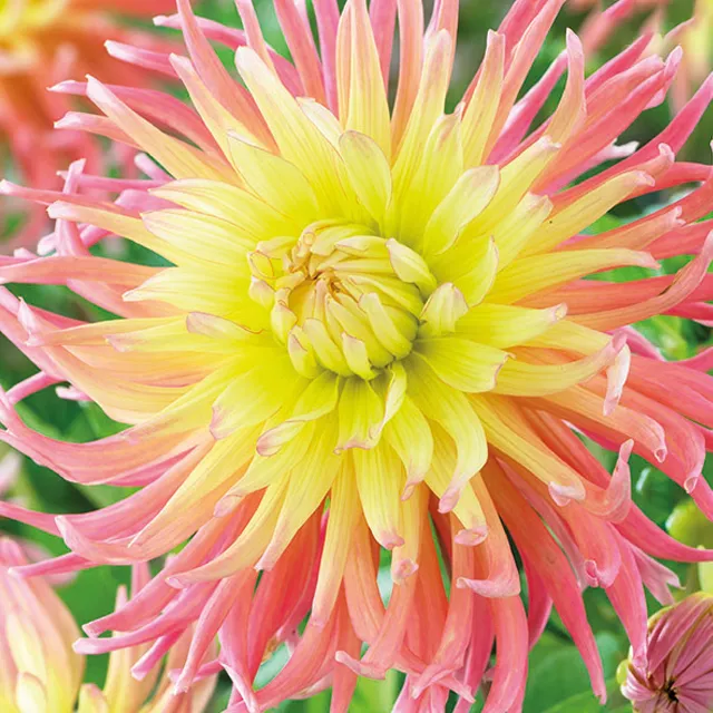 DAHLIA p - cactus Star Elite 1/1