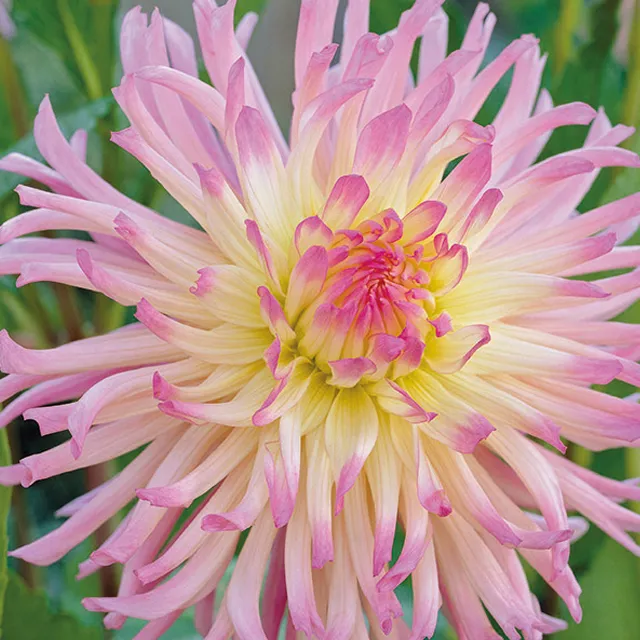 DAHLIA p - cactus Star Surprise 1/1
