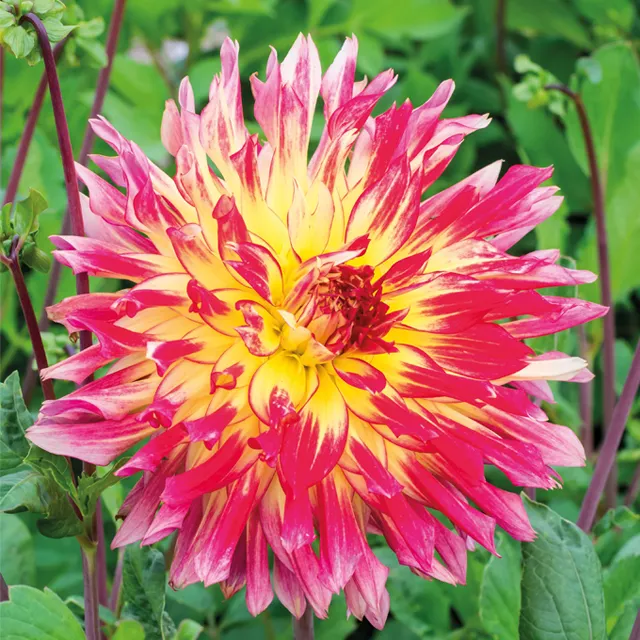 DAHLIA p - cactus Vuurvogel  1/1