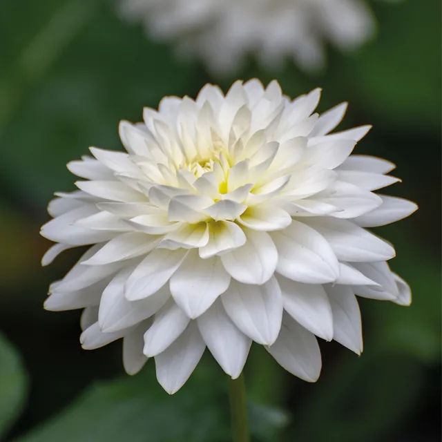 DAHLIA p - cactus White Happiness 1/1
