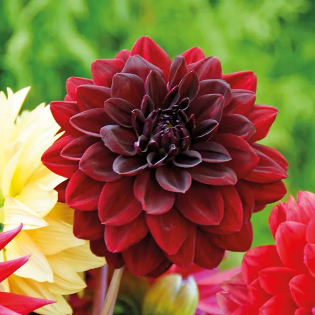 DAHLIA p - decorative Arabian night 1/1