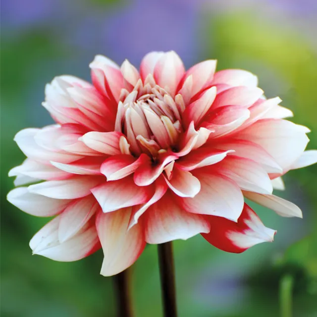DAHLIA p - decorative Duet 1/1