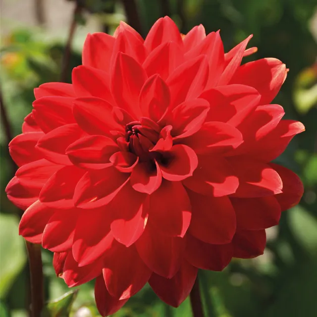 DAHLIA p - decorative Heatwave 1/1