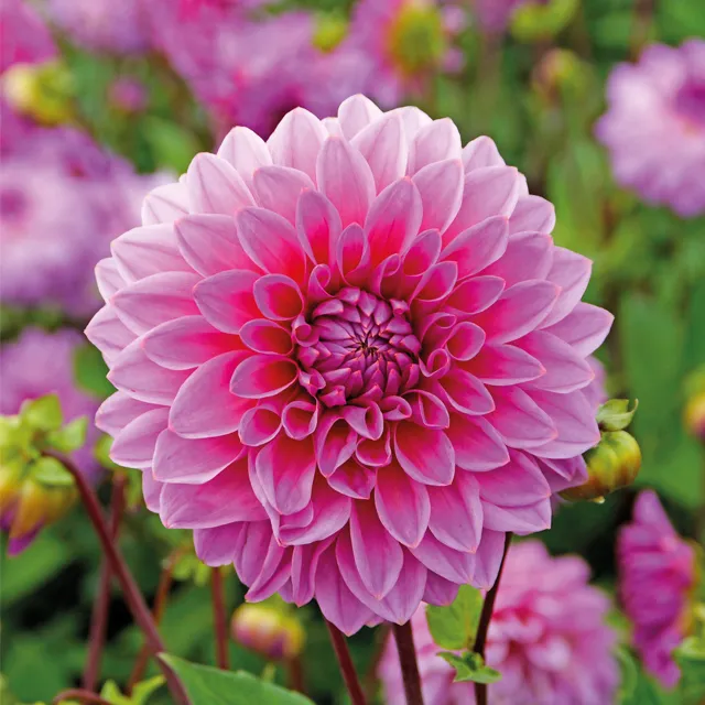 DAHLIA p - decorative Lucky Number 1/1