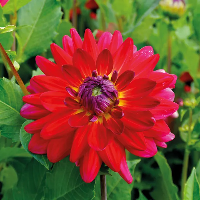 DAHLIA p - decorative Terrone 1/1