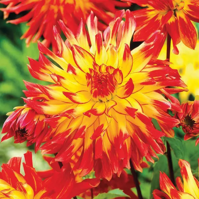 DAHLIA p - mignon Firebird 1/1
