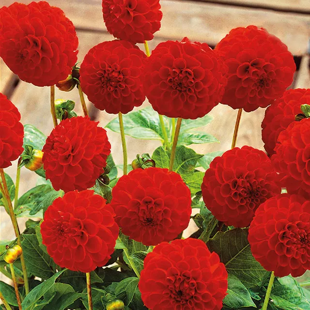 DAHLIA p - pompon Glow  1/1