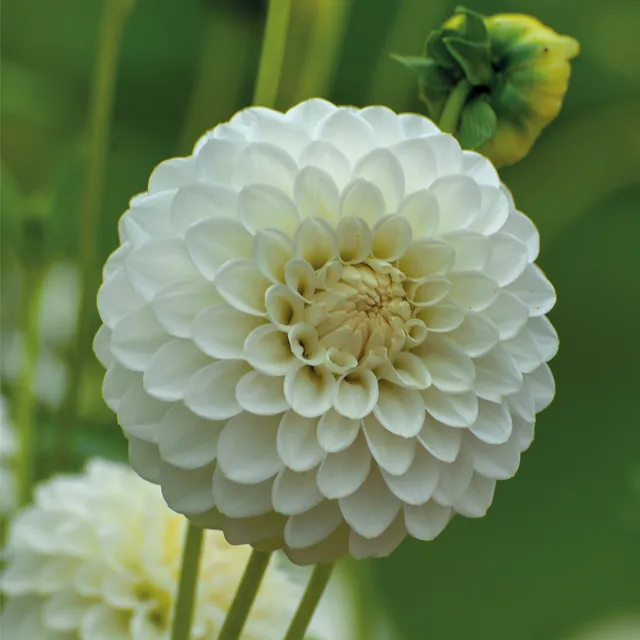 DAHLIA p - pompon Snowflake 1/1