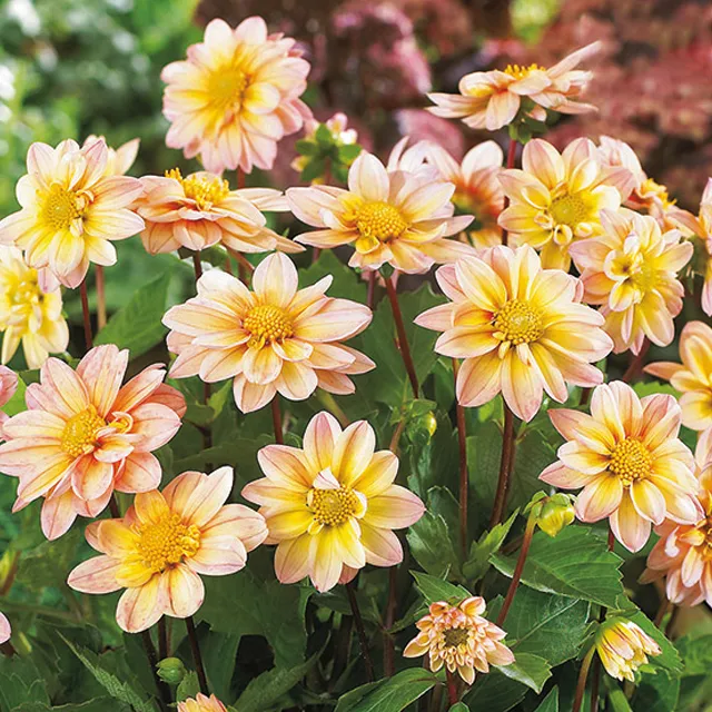 DAHLIA p - topmix Apricot  1/1