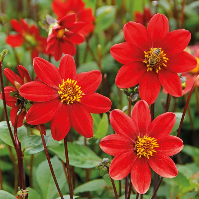 DAHLIA p - topmix Red  1/1