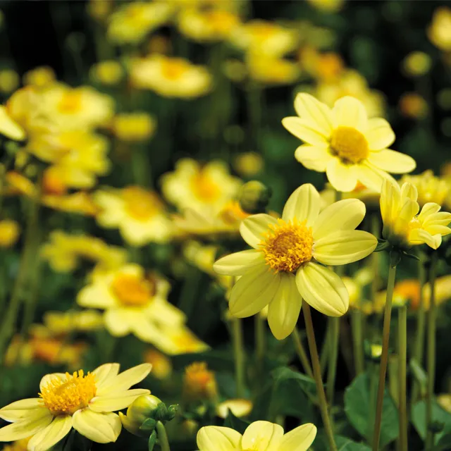 DAHLIA p - topmix Yellow  1/1