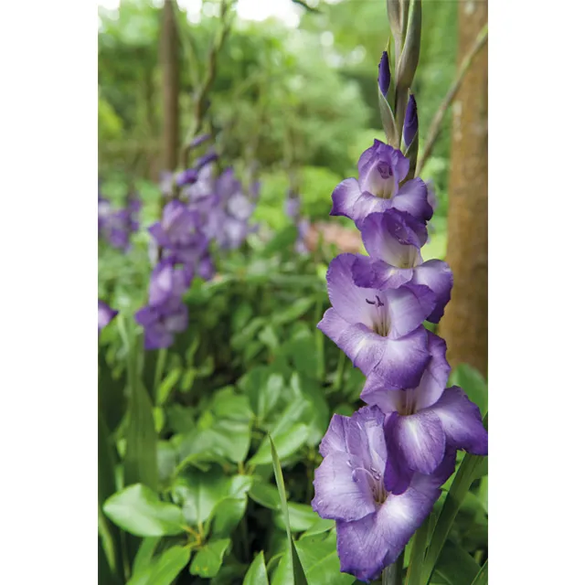 GLADIOLUS p Blue Isle 8/1