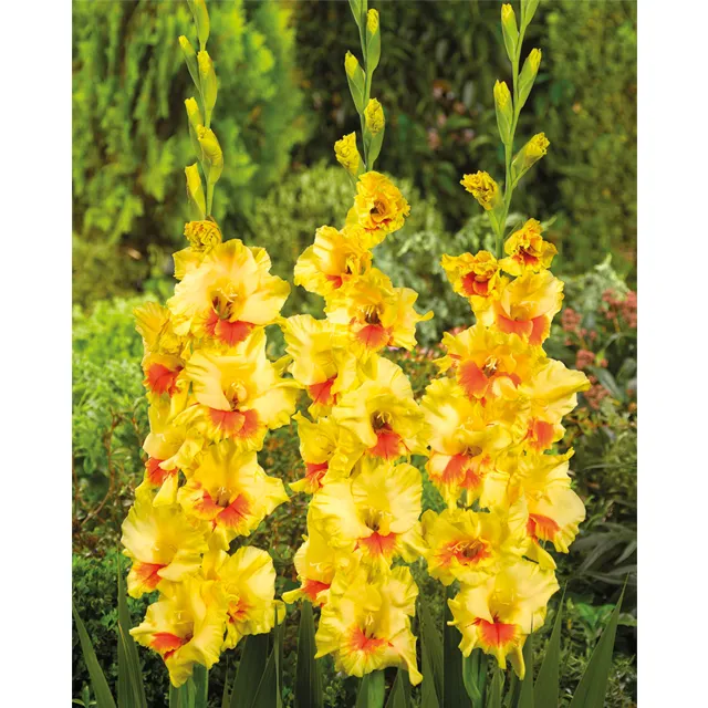 GLADIOLUS p Jester 8/1