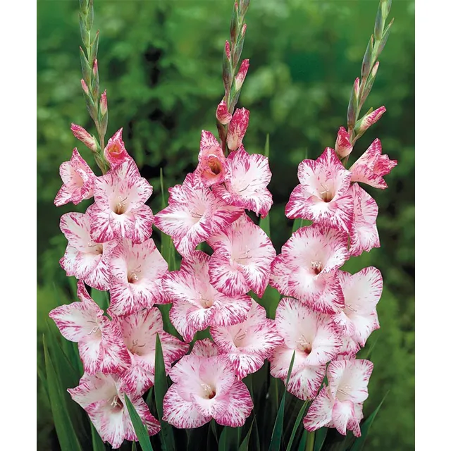 GLADIOLUS p My Love 8/1
