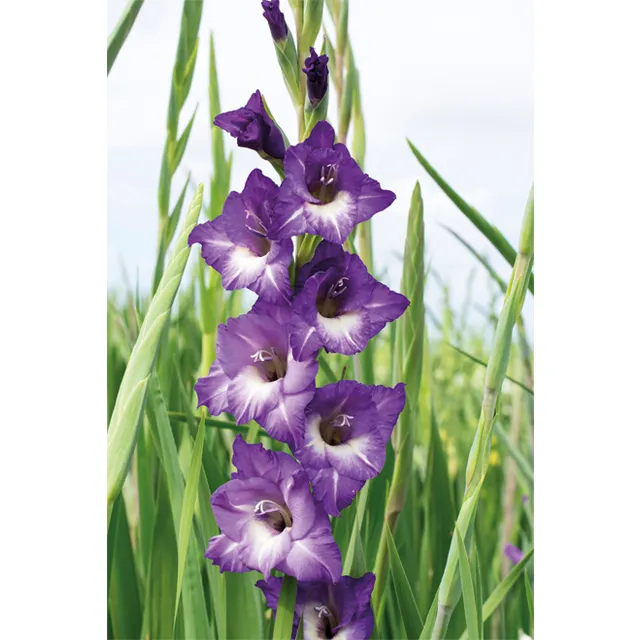 GLADIOLUS p Nori 6 /1