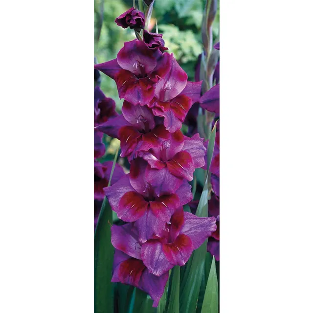 GLADIOLUS p Velvet Eyes 8/1