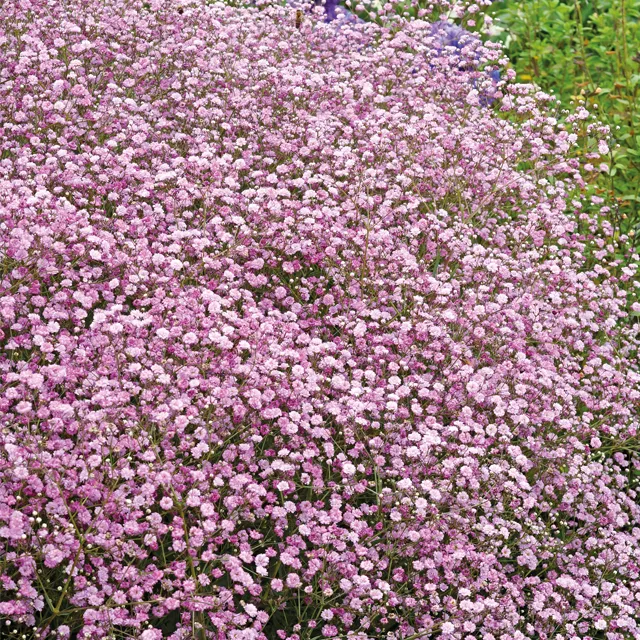 Gypsophila p  pacifica pink 3/1