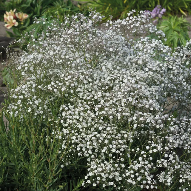 Gypsophila p  pacifica white 3/1