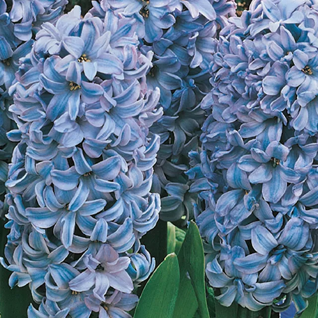 HYACINTHUS BLUE JACKET 3/1