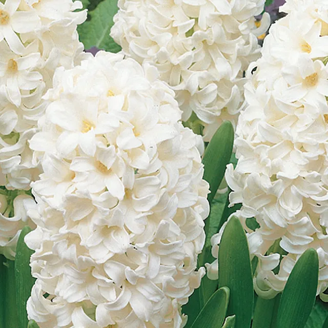 HYACINTHUS CARNEGIE 3/1